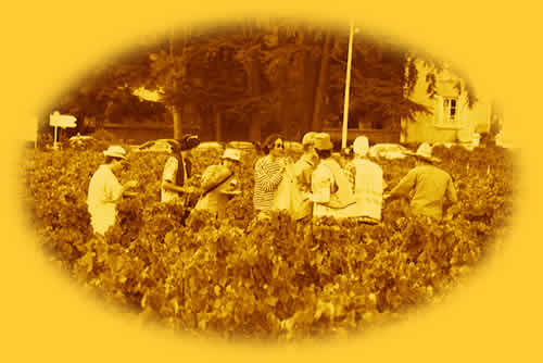Le beaujolais
